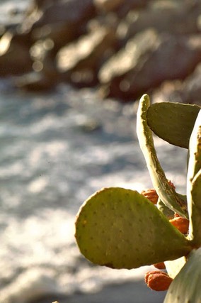 Camogli e dintorni - 2009 - 39 di 60