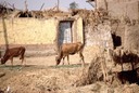 Egitto - 1998 - 101 di 152