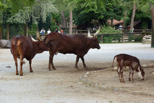 Le Cornelle - 2009 - 4 di 73