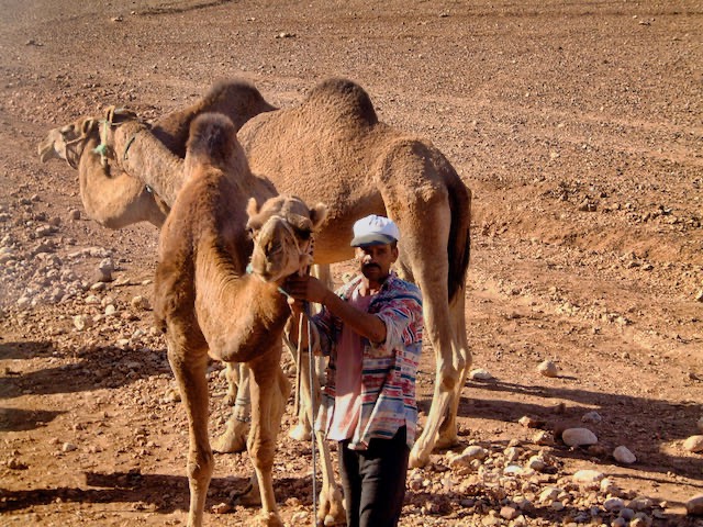 Marocco - 2000 - 42 di 42
