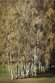 Mauthausen - Gusen - 2016 - 3 di 65